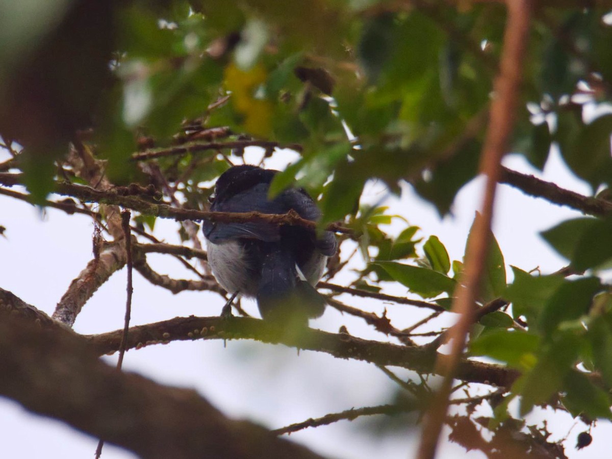 Fan-tailed Berrypecker - Eric Carpenter