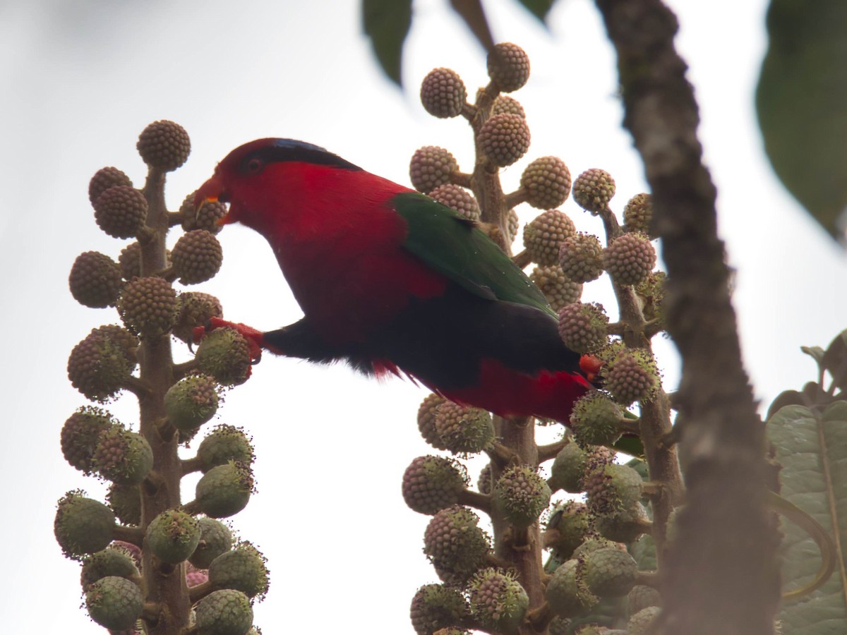 Stella's Lorikeet - ML612266690