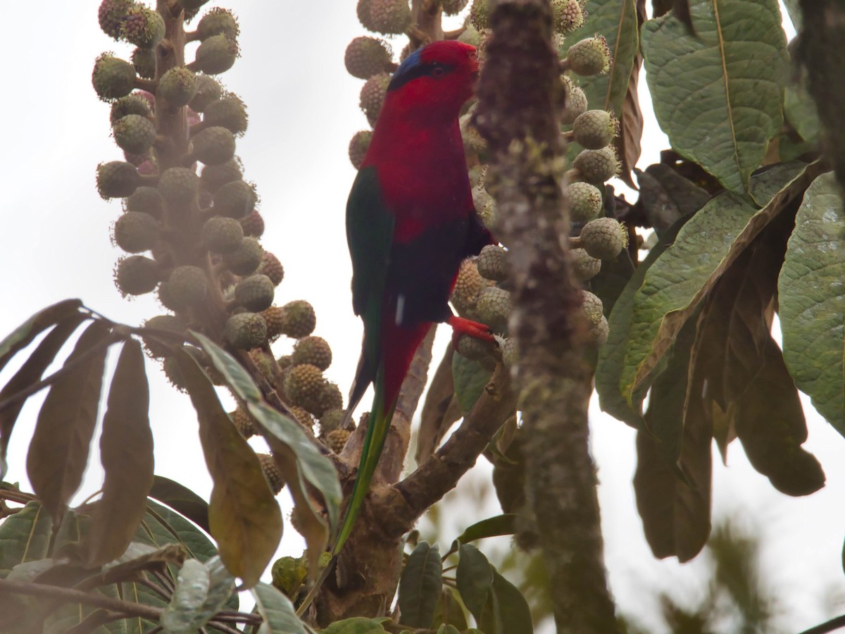 Stella's Lorikeet - ML612266691