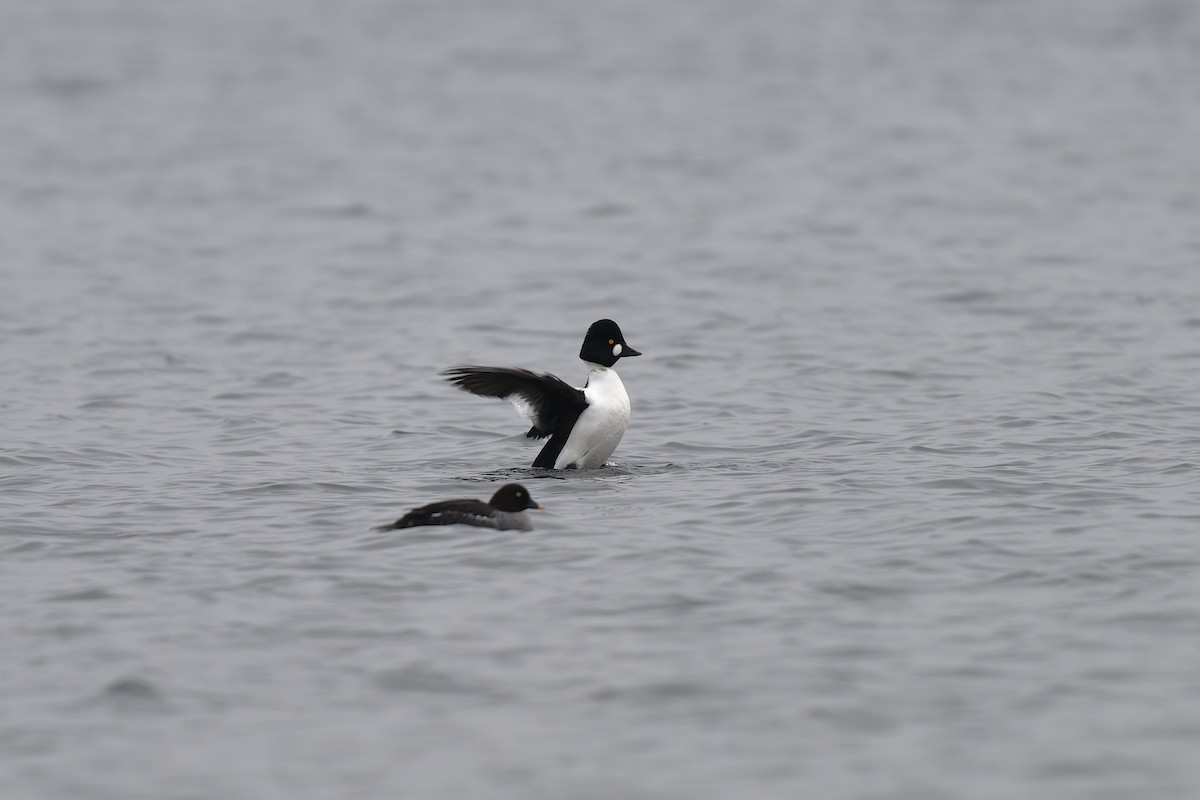 Common Goldeneye - ML612266718