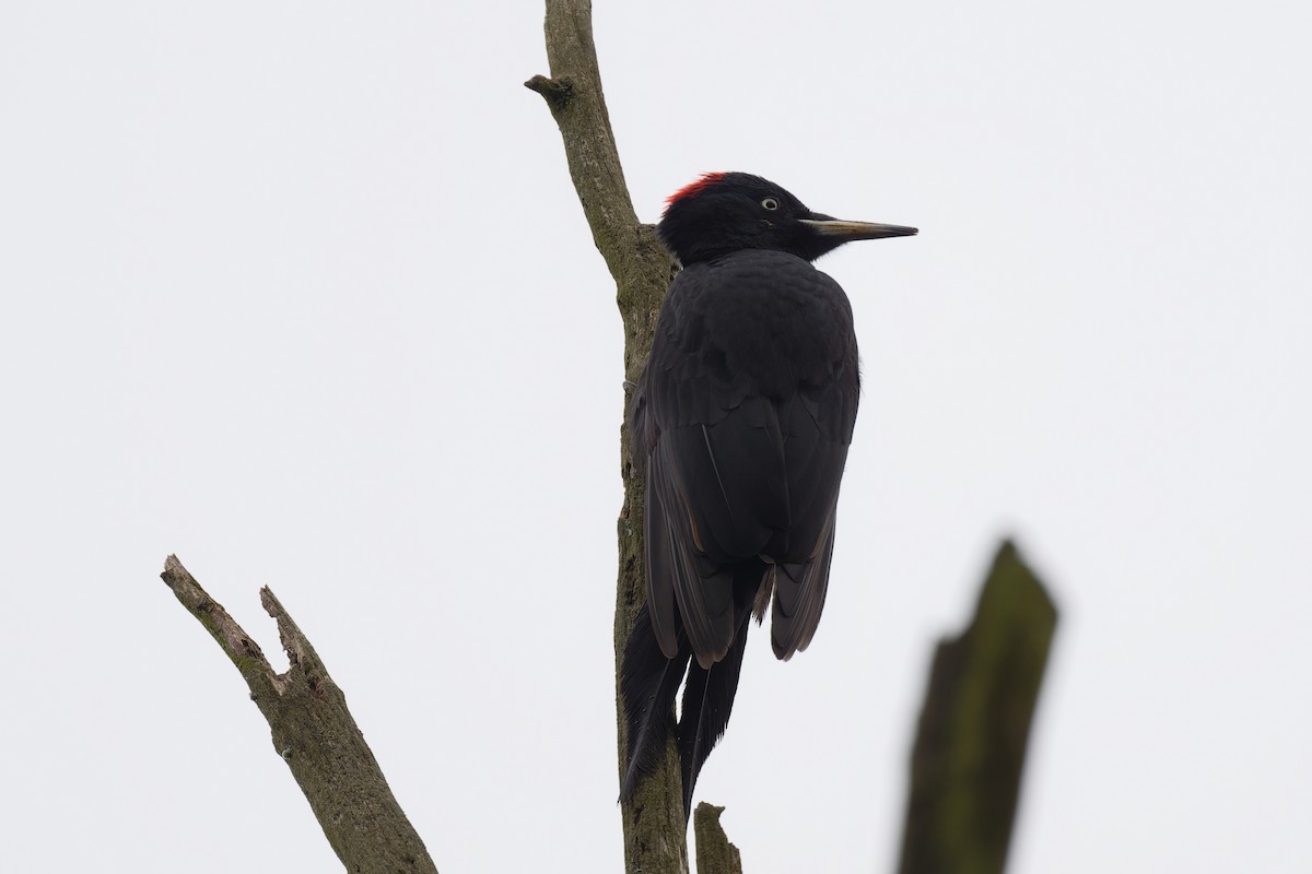 Black Woodpecker - Andreas Stadler