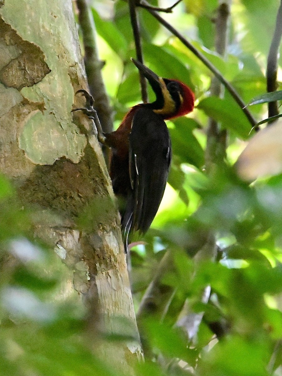 Crimson-bellied Woodpecker - ML612266764