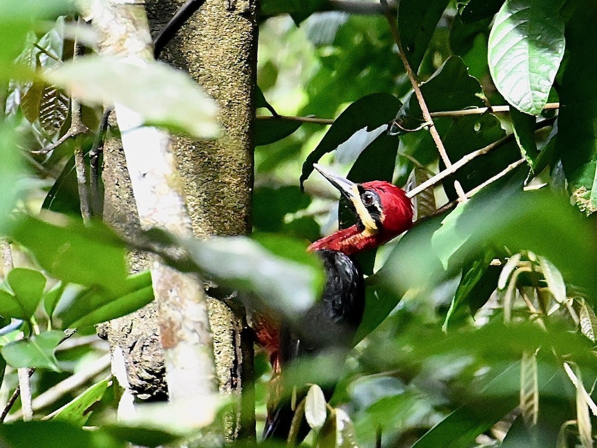 Crimson-bellied Woodpecker - ML612266765