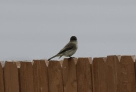 Eastern Phoebe - ML612266786