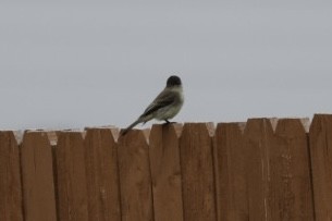 Eastern Phoebe - ML612266788