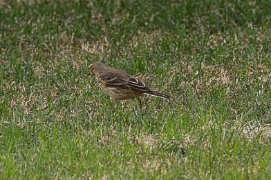 American Pipit - Barbara Hostetler