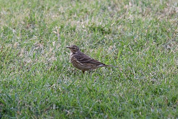 American Pipit - Barbara Hostetler