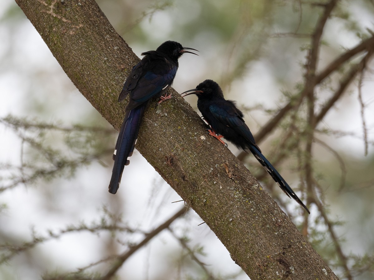 Black-billed Woodhoopoe - ML612266842