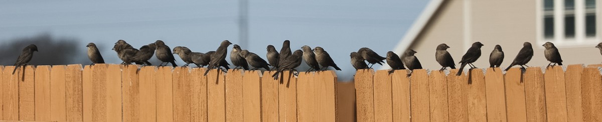 Brown-headed Cowbird - Barbara Hostetler