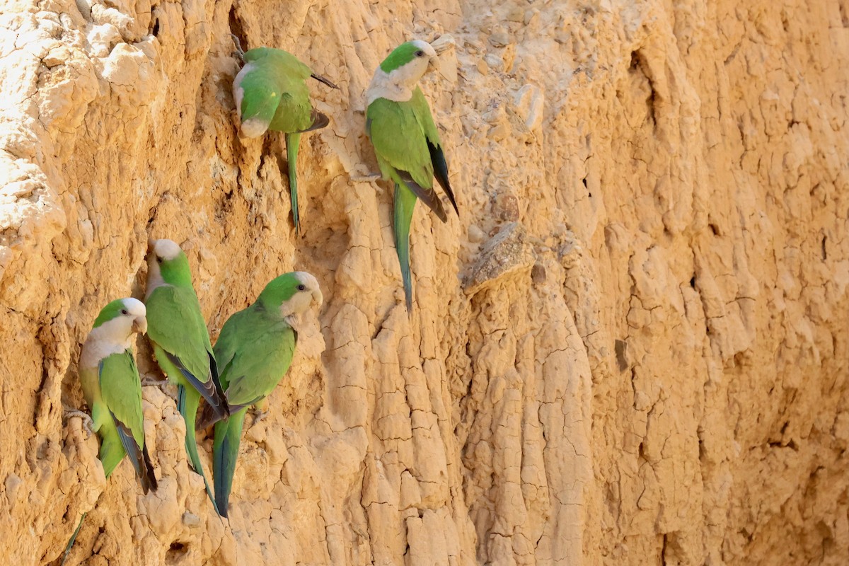 Monk Parakeet (Cliff) - ML612266888