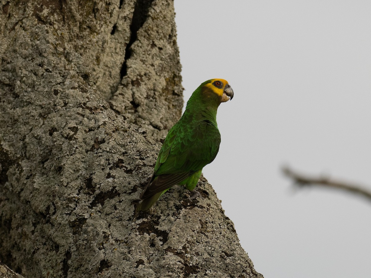 Yellow-fronted Parrot - ML612266982