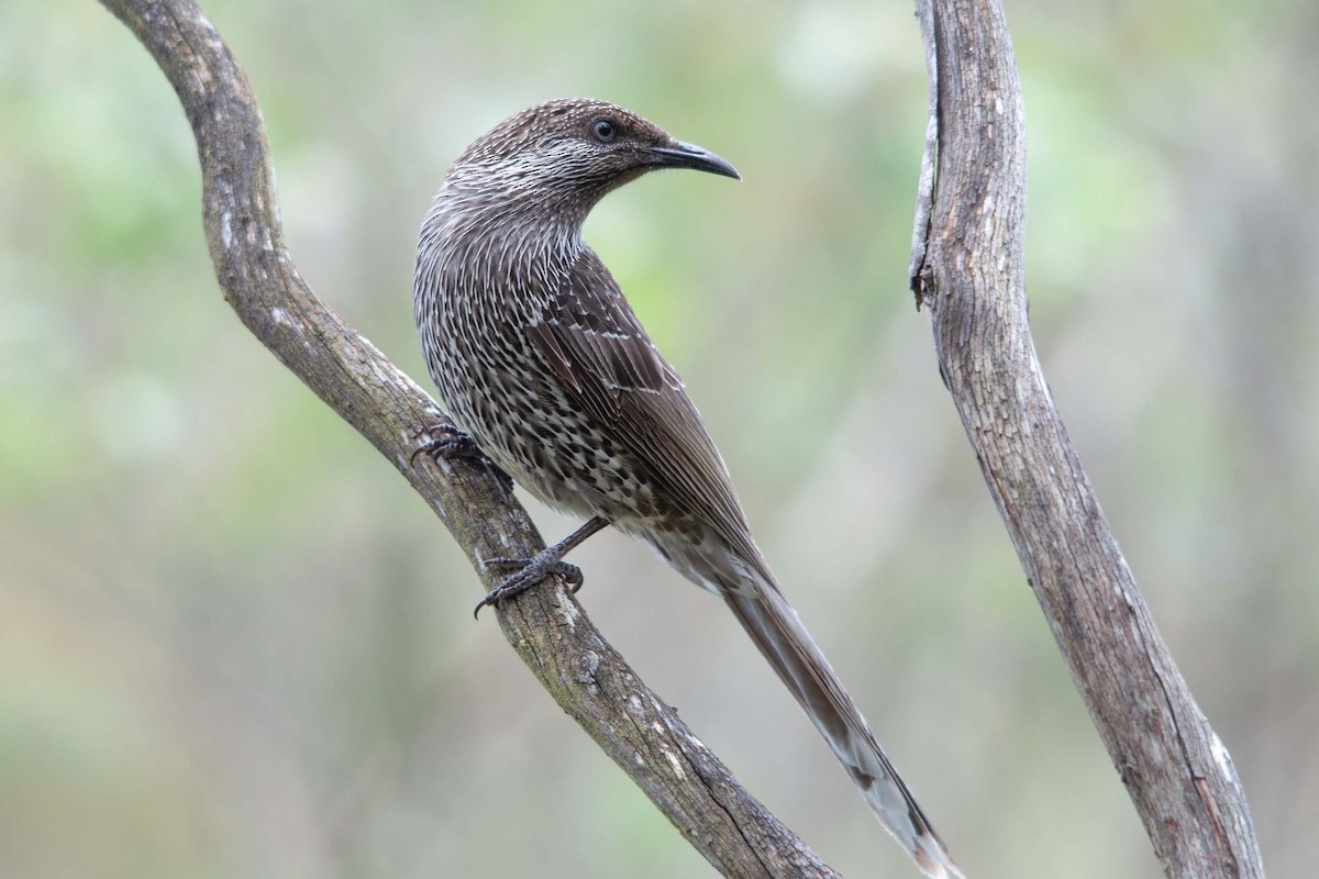 Little Wattlebird - ML612267005