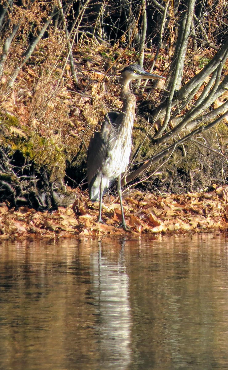 Great Blue Heron - ML612267038