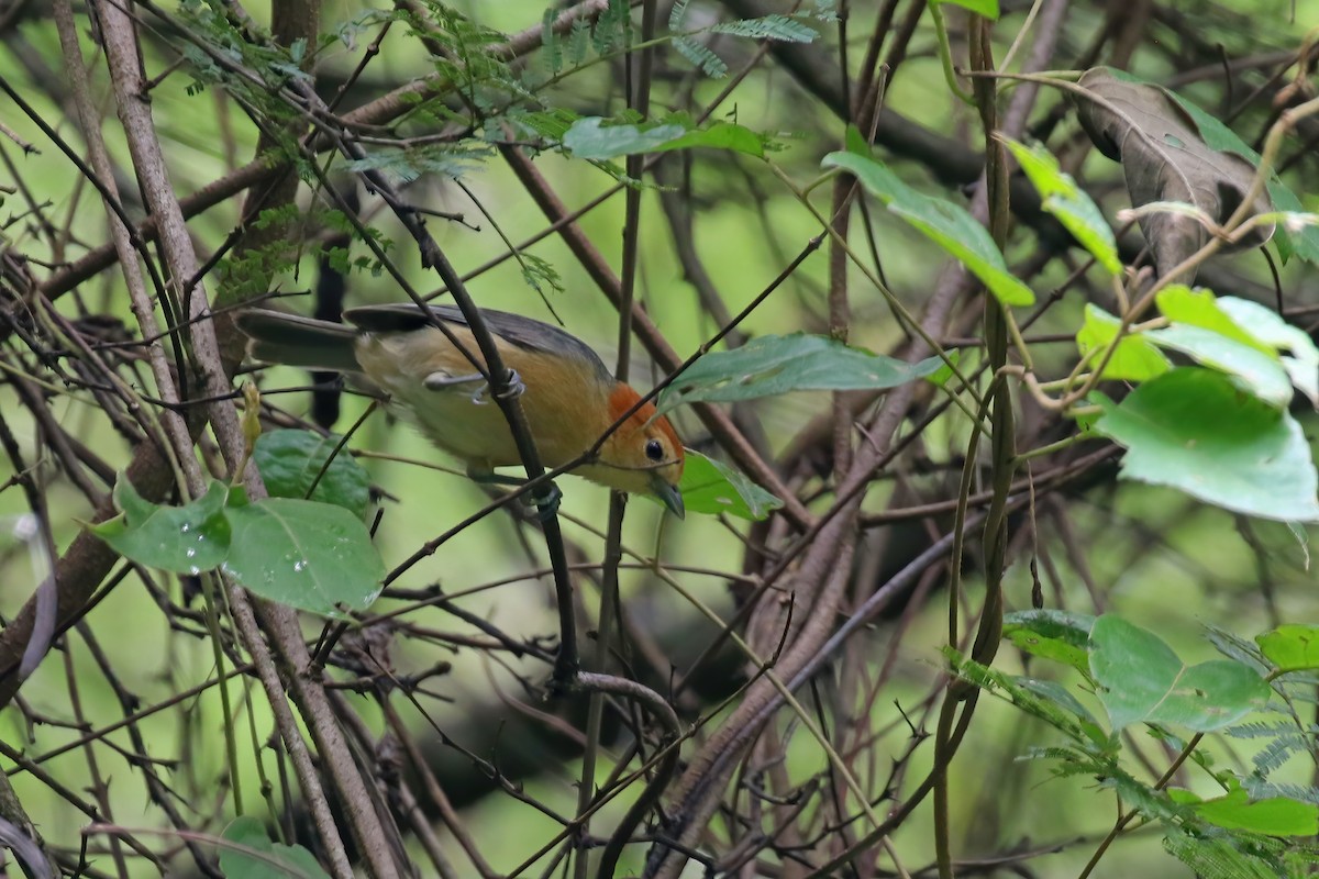 Buff-bellied Tanager - Greg Scyphers