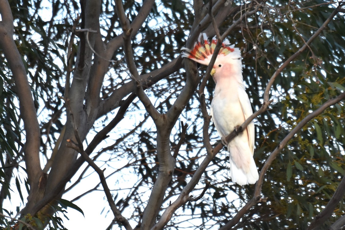 Pink Cockatoo - ML612267096