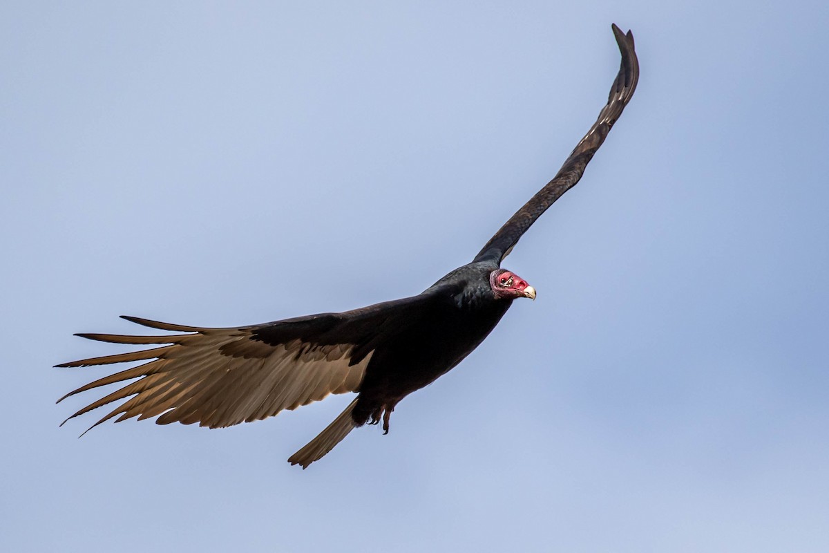 Turkey Vulture - ML612267190