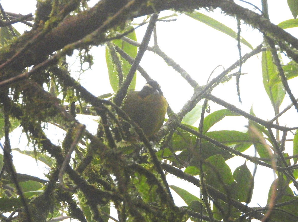 マミジロモリフウキンチョウ - ML612267198