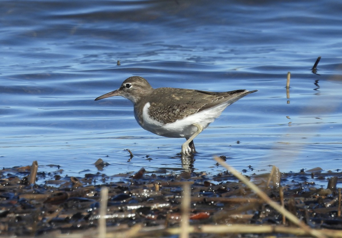 Spotted Sandpiper - ML612267201