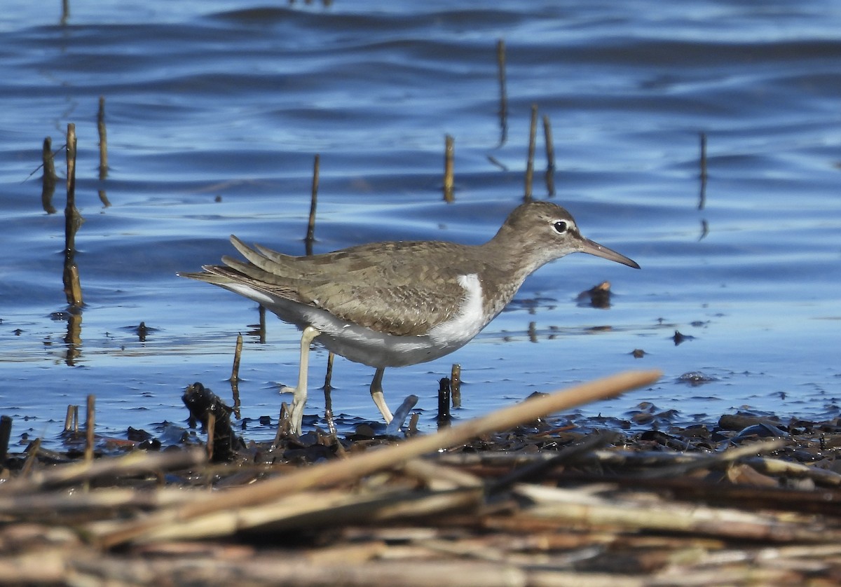 Spotted Sandpiper - ML612267202