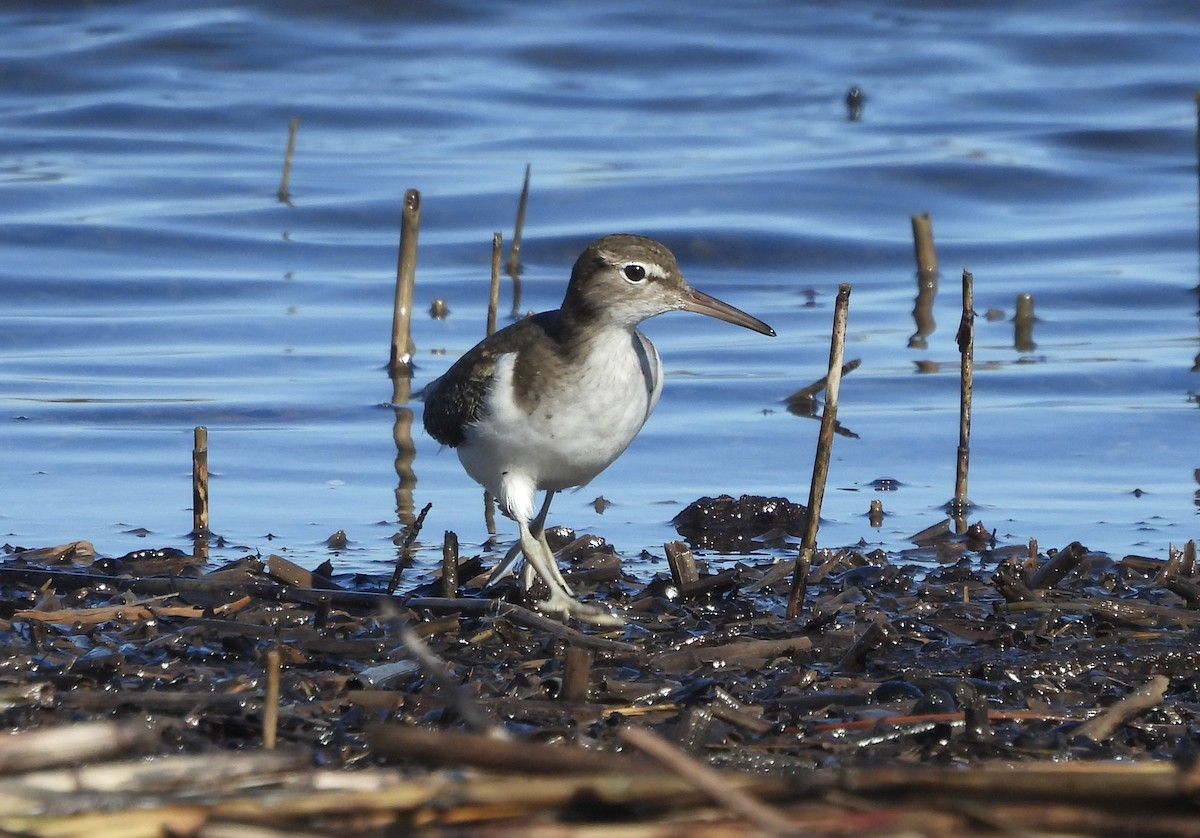 Spotted Sandpiper - ML612267203