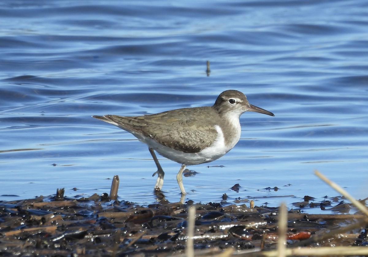 Spotted Sandpiper - ML612267204