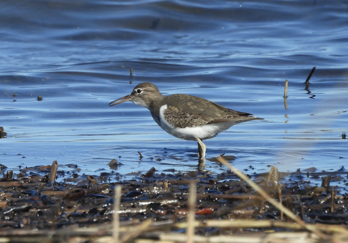 Spotted Sandpiper - ML612267207