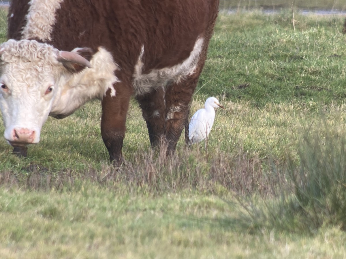 Western Cattle Egret - Dave Craven