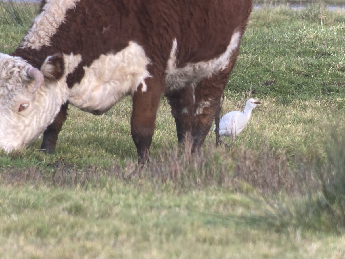 Western Cattle Egret - ML612267220