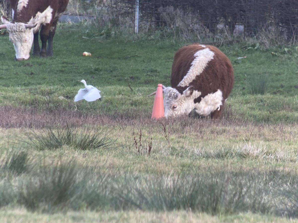 Western Cattle Egret - Dave Craven