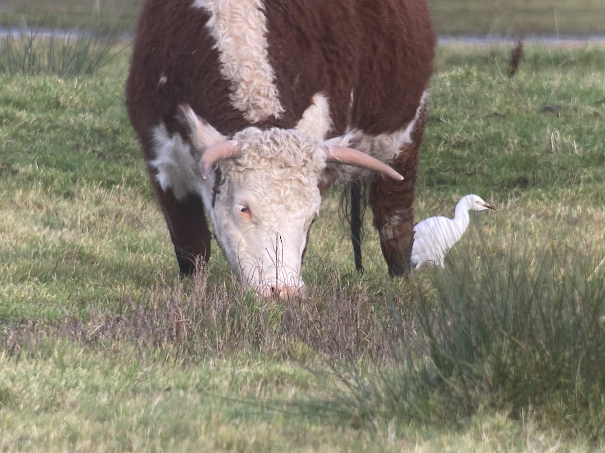 Western Cattle Egret - Dave Craven