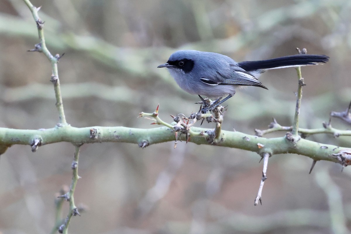 Masked Gnatcatcher - ML612267404