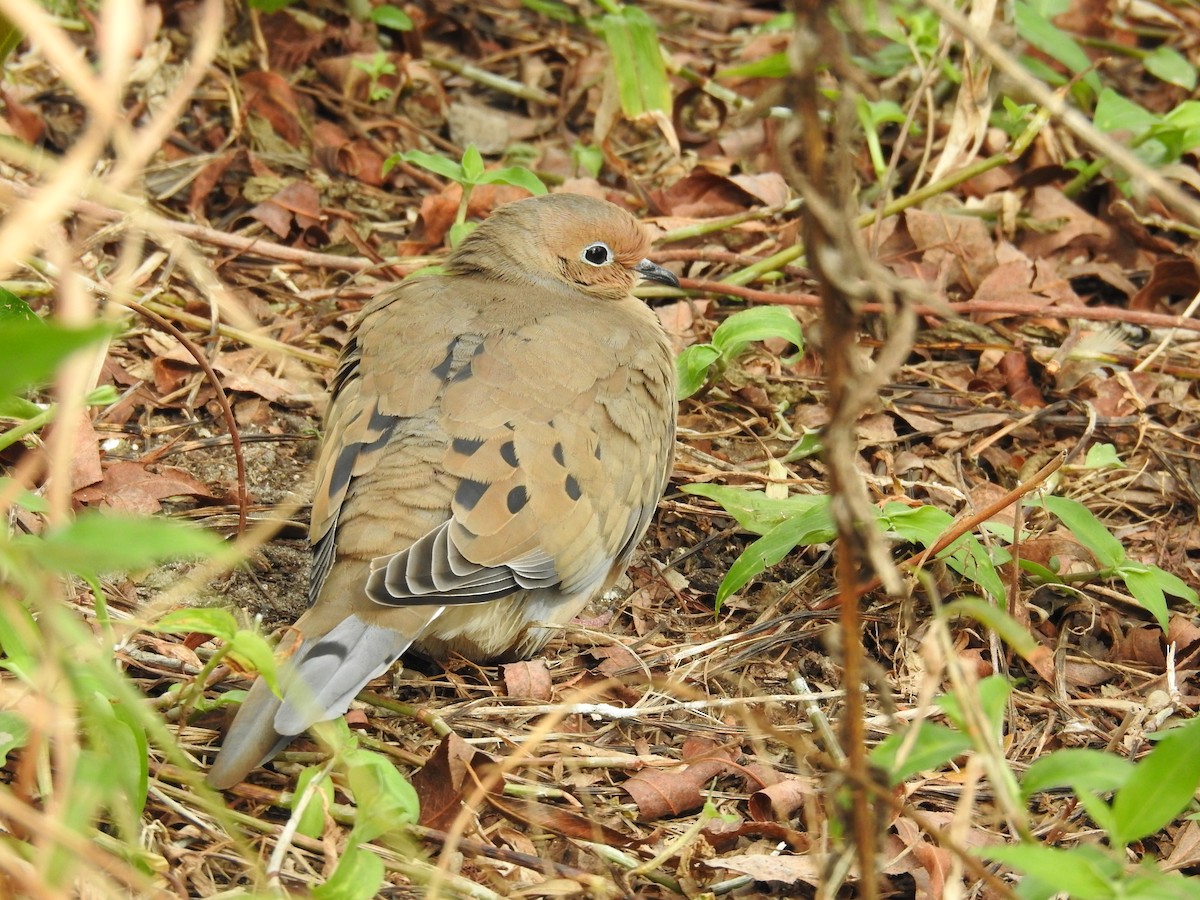 Mourning Dove - Michael Weisensee