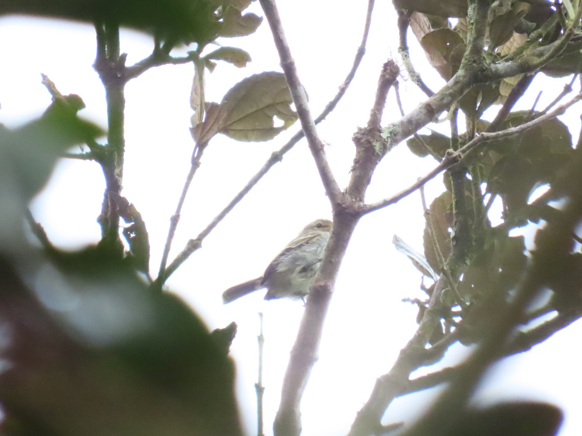 Golden-faced Tyrannulet - ML612267411