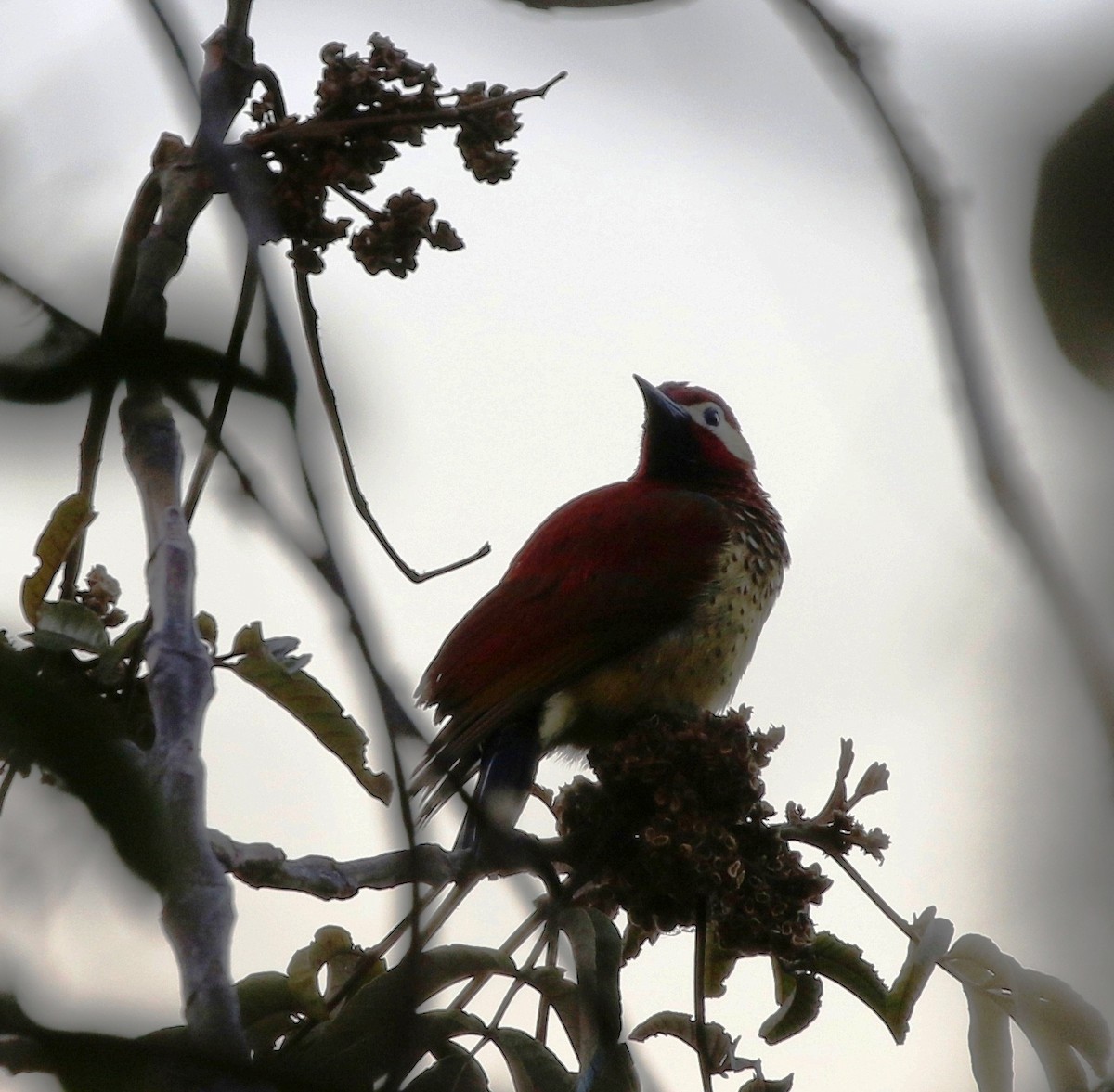Crimson-mantled Woodpecker - ML612267419