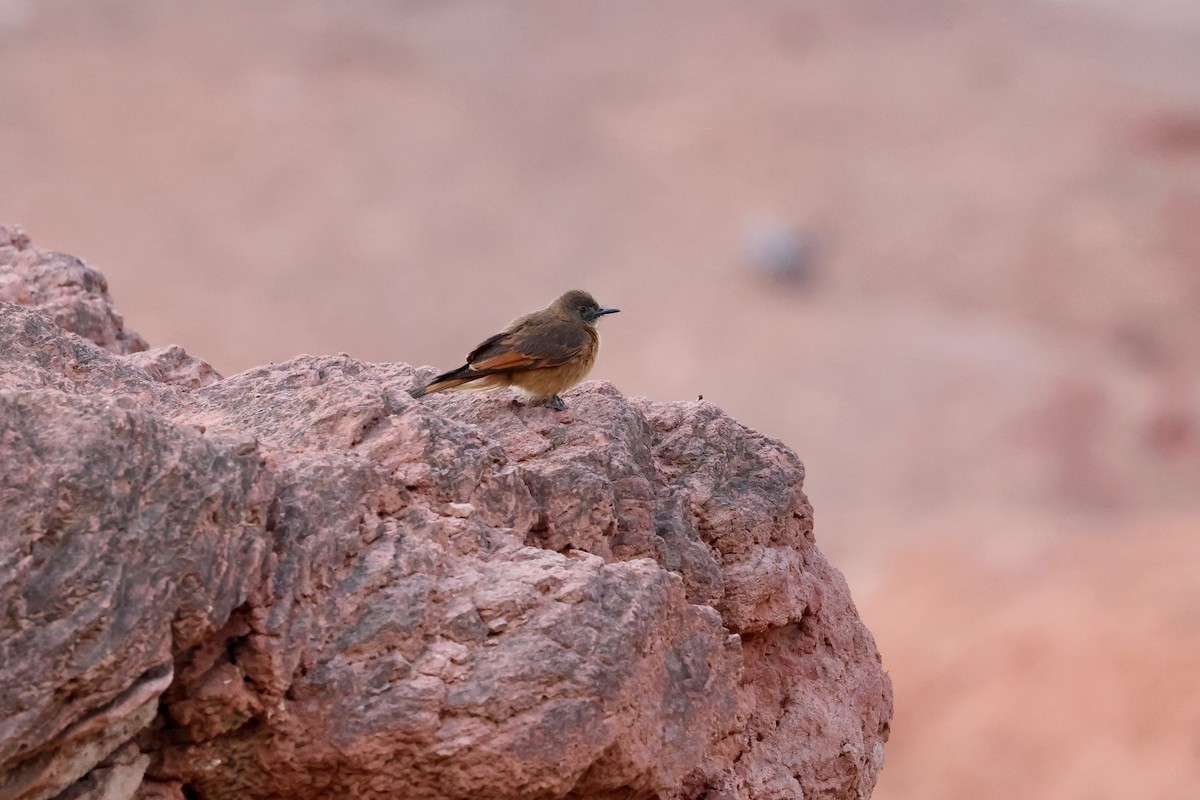 Cliff Flycatcher - ML612267526