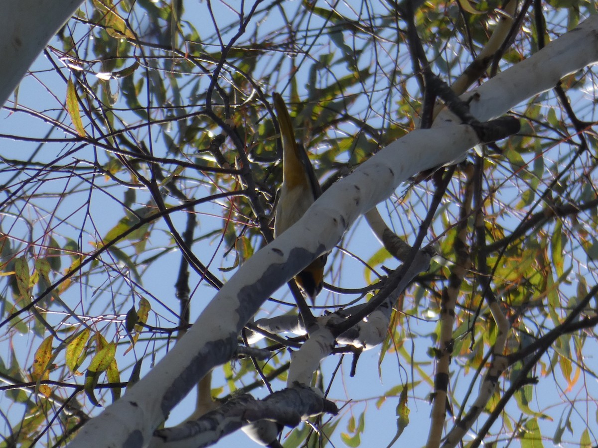 Bullock's Oriole - ML612267542