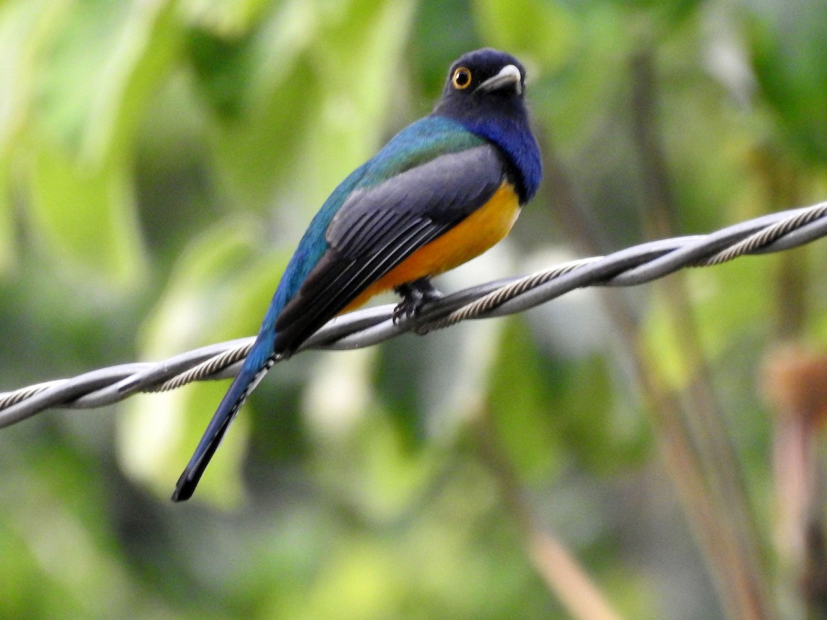 Gartered Trogon - ML612267574