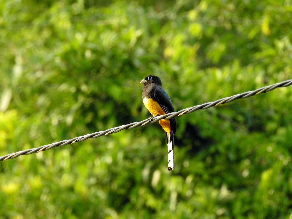 Black-headed Trogon - ML612267598