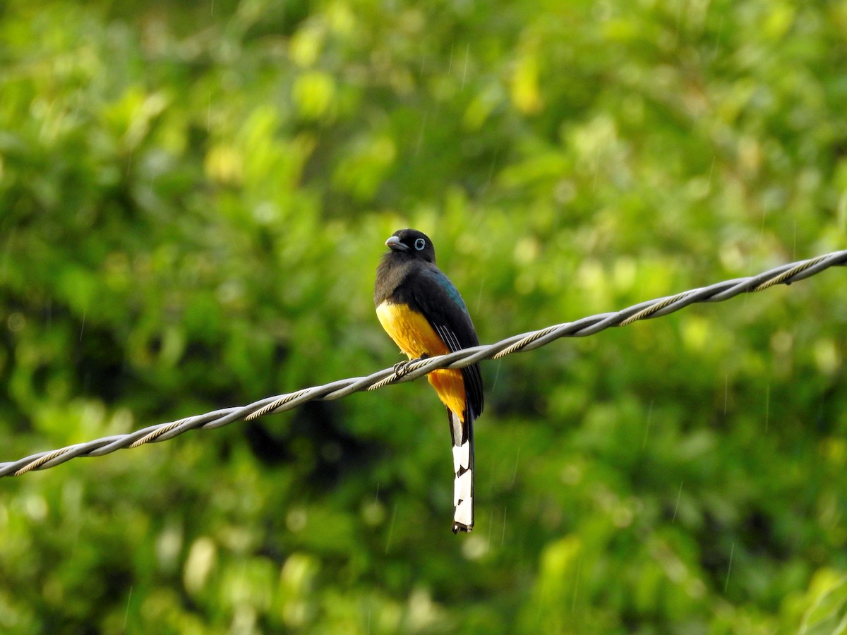 Black-headed Trogon - ML612267600