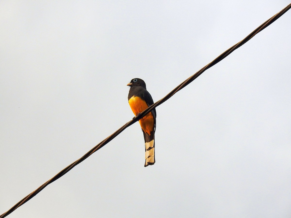 Black-headed Trogon - ML612267601