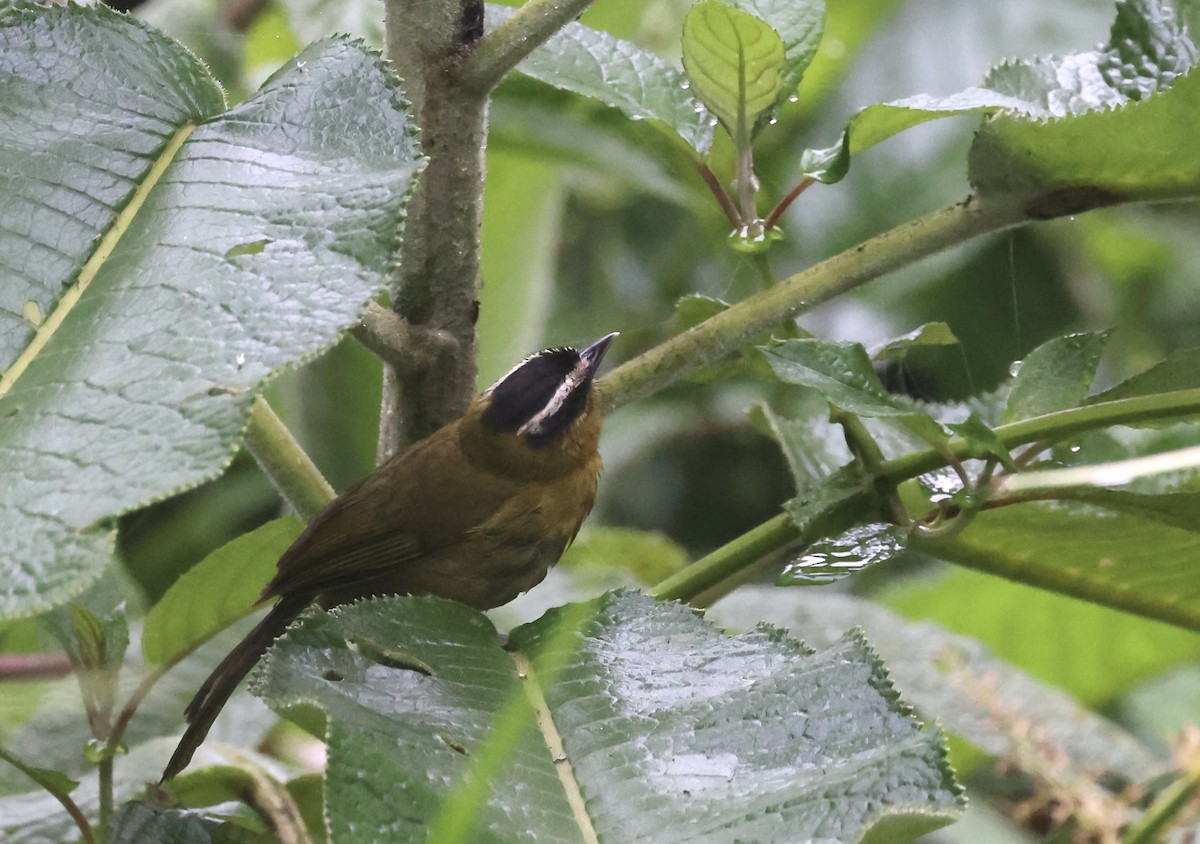 Black-capped Hemispingus (Black-capped) - Anne Bielamowicz