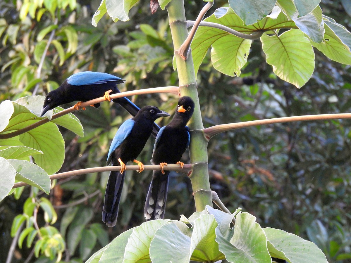 Yucatan Jay - ML612267620