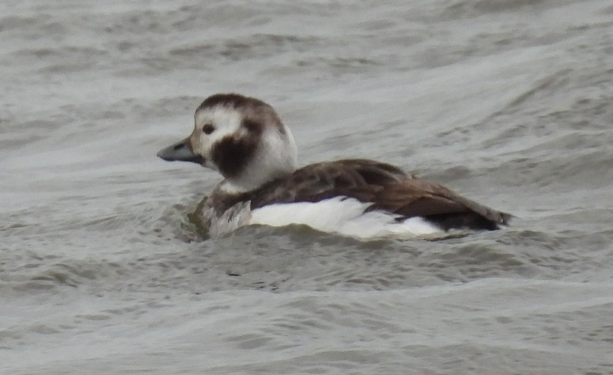 Long-tailed Duck - ML612267658