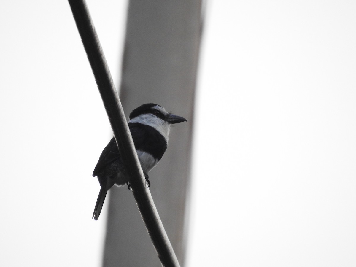 White-necked Puffbird - Ariel Yuan