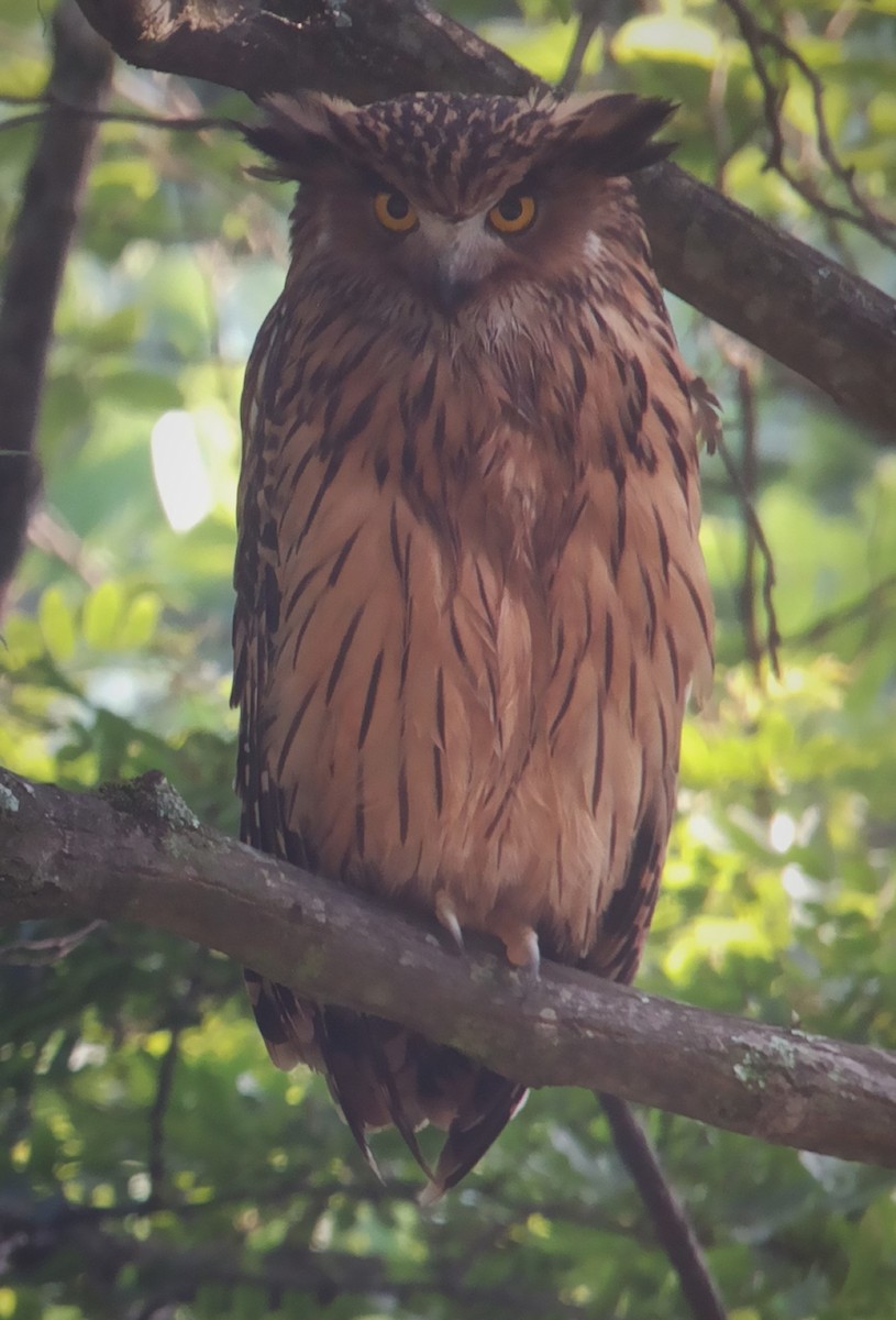 Tawny Fish-Owl - Guy Kirwan