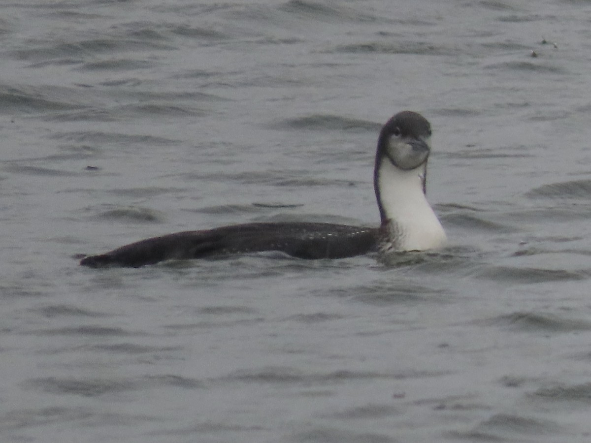 Pacific Loon - ML612267762