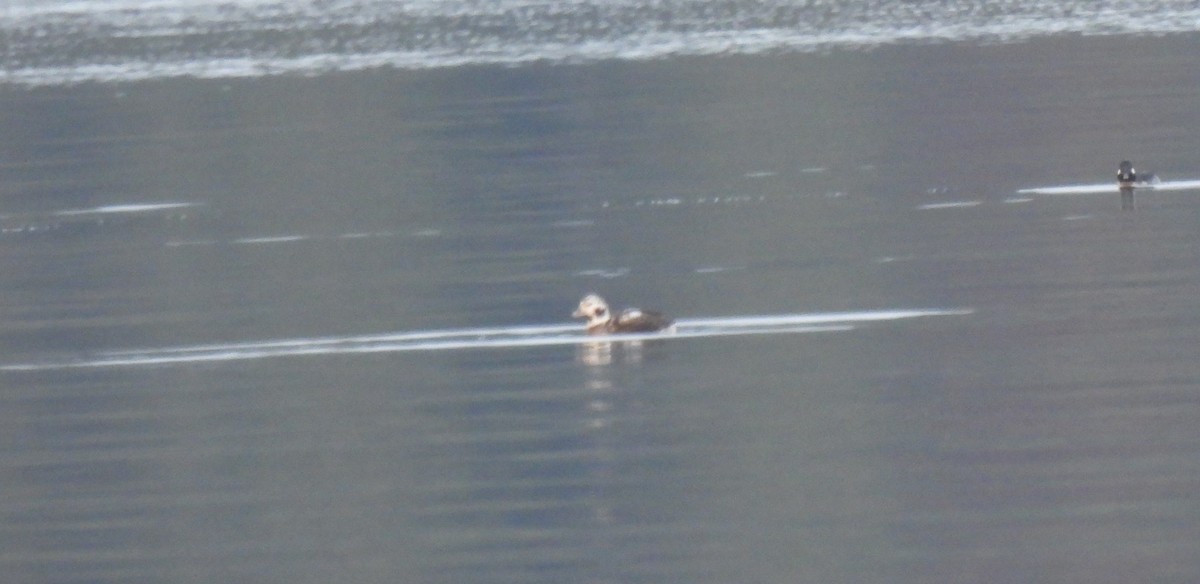 Long-tailed Duck - Stan Fairchild