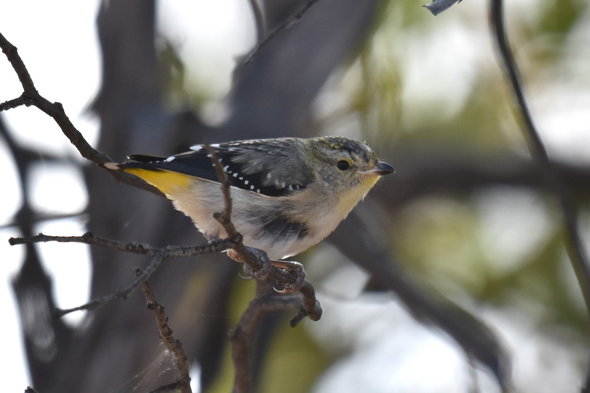 Spotted Pardalote - ML612267885