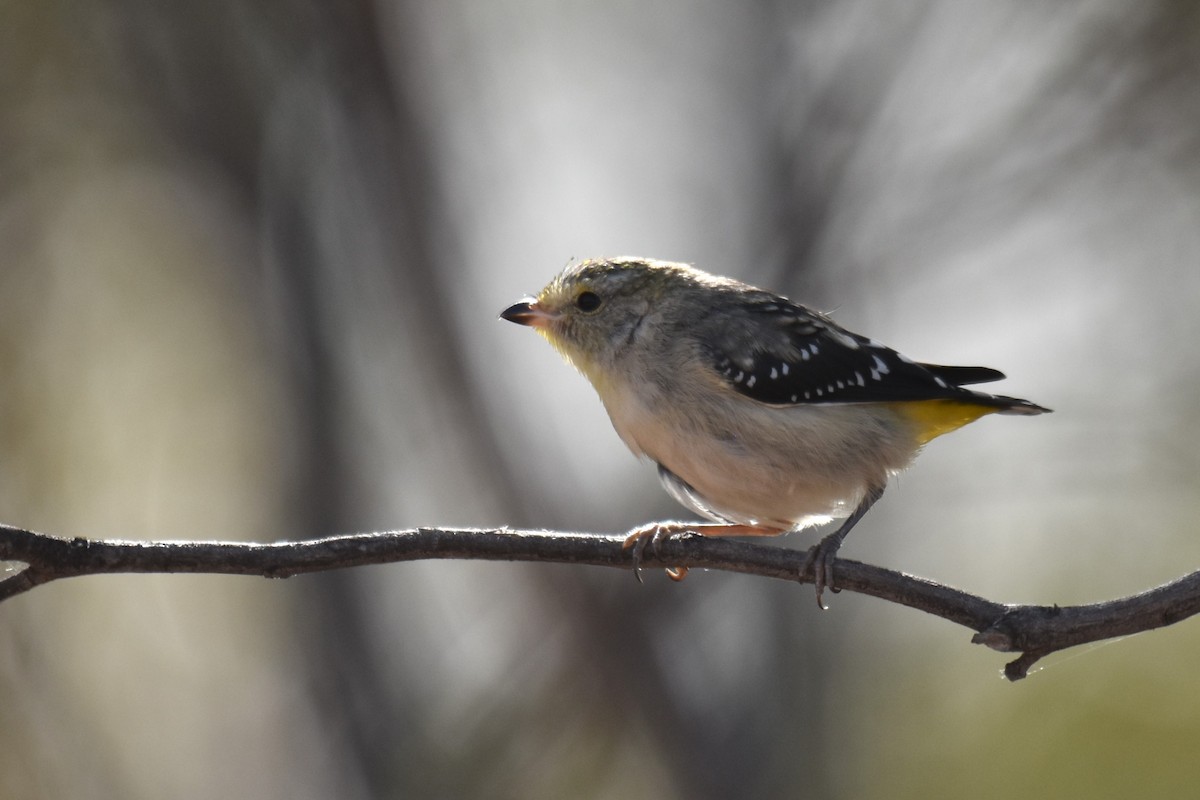 Spotted Pardalote - ML612267887