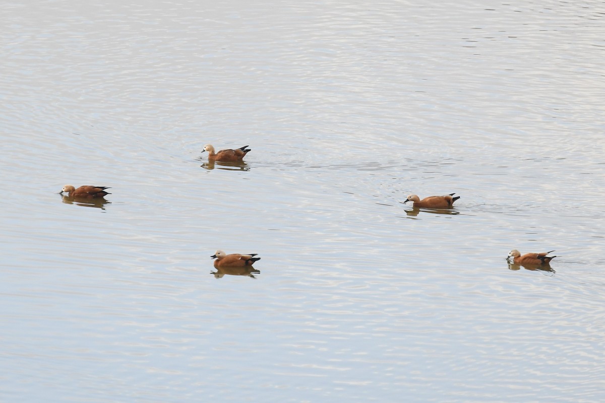 Ruddy Shelduck - ML612267910